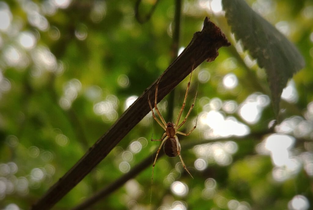 pająk osnuwik linyphia triangularis