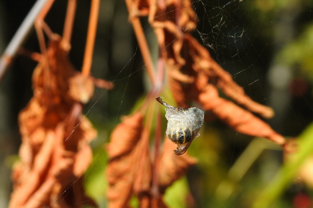 osa w sieci pająka