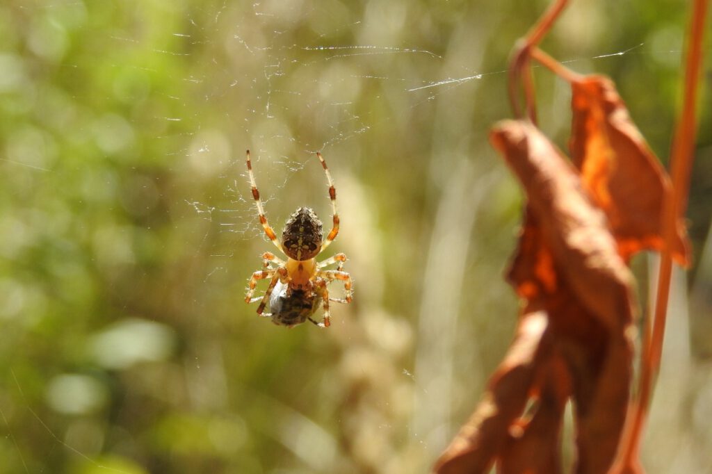pająk krzyżak ogrodowy z posiłkiem