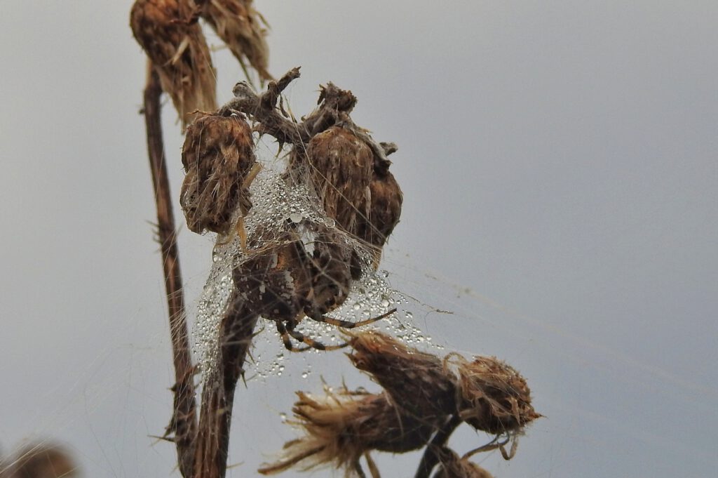 krzyżak łąkowy samica
